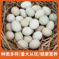 荷郡聰明烏雞蛋農家散養(yǎng)綠殼烏雞蛋新鮮林下放養(yǎng)雞30枚60枚裝批發(fā)